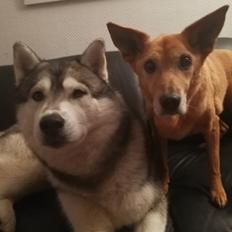 Blanding af racer Lanka RIP