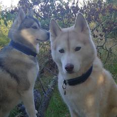 Siberian husky Aqui RIP