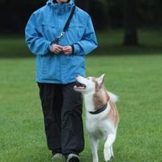 Siberian husky Aqui RIP