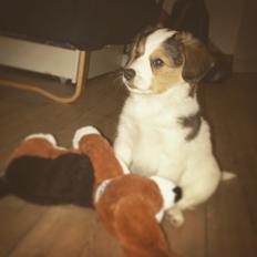 Blanding af racer Toby