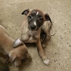 Whippet Kennel All Stars Felix (Dexter)