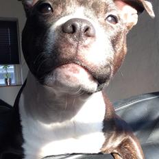 Staffordshire bull terrier Karma