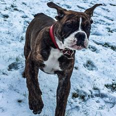 Olde english bulldogge Tica