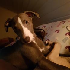 Whippet Kennel All Stars Herkules (Misha)