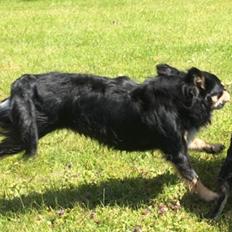 Chihuahua R.I.P Pago Pjevsen