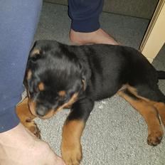 Rottweiler Floppy Dogs 1. Queen