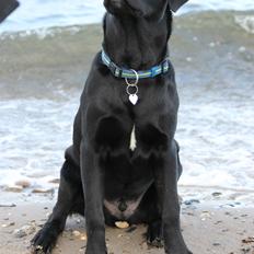 Labrador retriever Kenzo