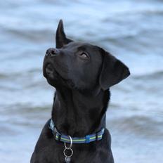 Labrador retriever Kenzo