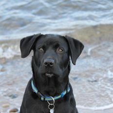 Labrador retriever Kenzo