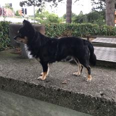 Chihuahua R.I.P Pago Pjevsen