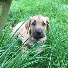 Broholmer Vicinias Emma