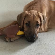 Broholmer Vicinias Emma