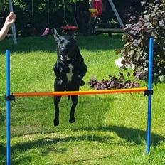 Labrador retriever Bimmer