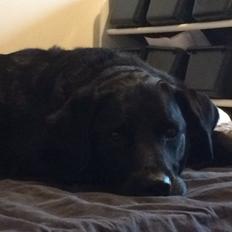 Labrador retriever Bimmer