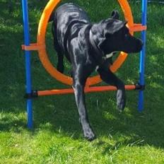 Labrador retriever Bimmer