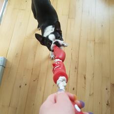 Boston terrier Frankie