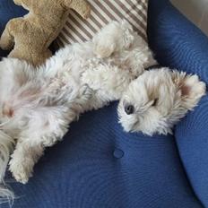 Blanding af racer Frida