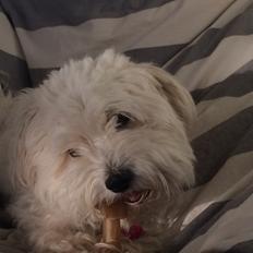 Blanding af racer Frida