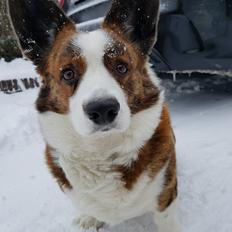 Welsh corgi cardigan Smarties Indy ( Theodor )