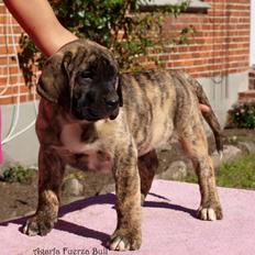 Dogo canario Fuerza bull Agarfa (Sarah)