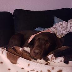 Labrador retriever Svala