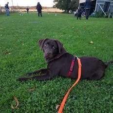 Labrador retriever Svala