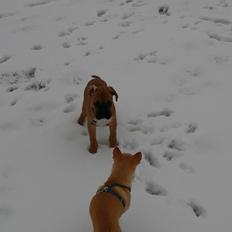 Blanding af racer Zeus