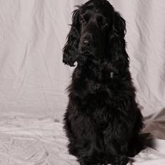 Cocker spaniel Svend (himmelhund)??