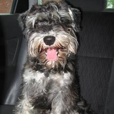 Dvaergschnauzer Meyer