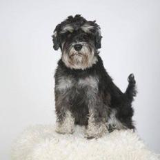 Dvaergschnauzer Meyer