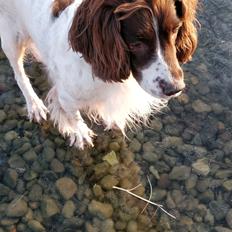 Field Trial Springer Spaniel sepa's Louie