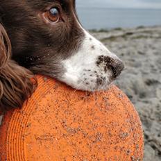 Field Trial Springer Spaniel sepa's Louie