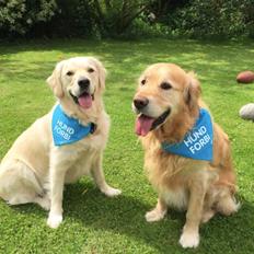 Golden retriever Koda