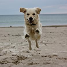 Golden retriever Koda