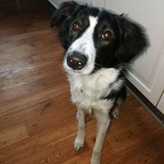 Border collie Zento 
