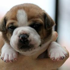 Leavitt Bulldog Endless bulldog mister sticht