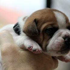 Leavitt Bulldog Endless bulldog mister sticht