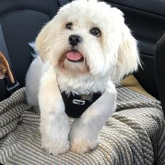 Blanding af racer Carla