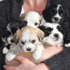 Blanding af racer Carla