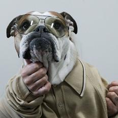 Engelsk bulldog Viola