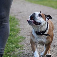 Engelsk bulldog Viola