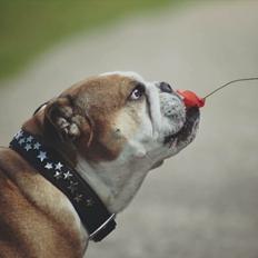 Engelsk bulldog Viola