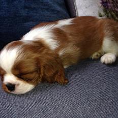 Cavalier king charles spaniel Figgo ( Colourworld's Cristopher Ewing )