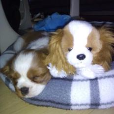 Cavalier king charles spaniel Figgo ( Colourworld's Cristopher Ewing )