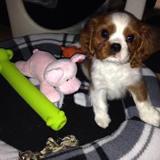 Cavalier king charles spaniel Figgo ( Colourworld's Cristopher Ewing )
