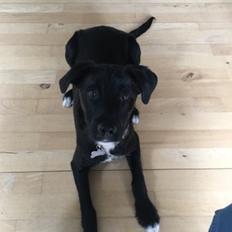 Blanding af racer Kaya