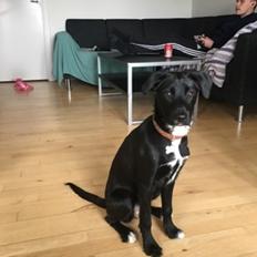 Blanding af racer Kaya