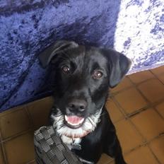 Blanding af racer Kaya