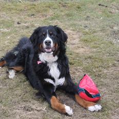 Berner sennenhund lillefix