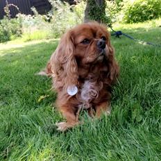 Cavalier king charles spaniel Stella